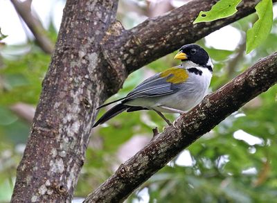 Golden-winged Sparrow