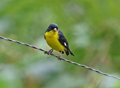 Lesser Goldfinch