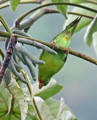 Orange-chinned Parakeet