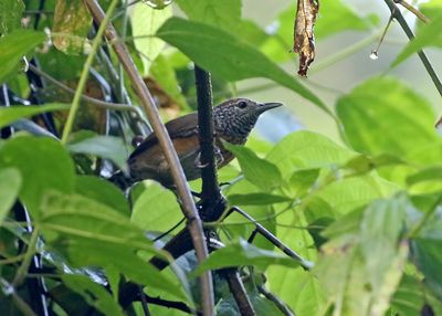 Rufous-breasted Wren