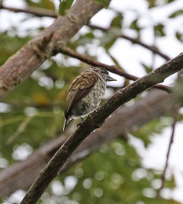 Scaled Piculet