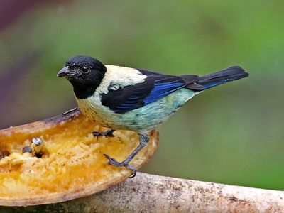 Black-headed Tanager