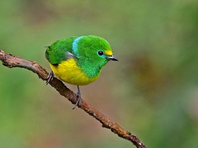 Blue-naped Chlorophonia