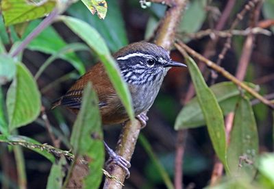 Hermit Wood-Wren