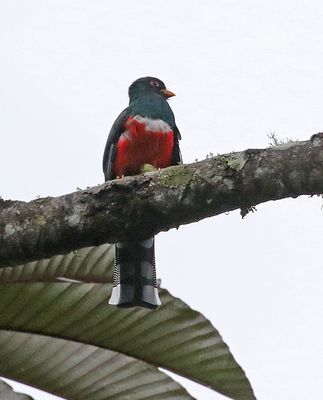 Masked Trogon