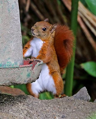 Red-tailed Squirrel