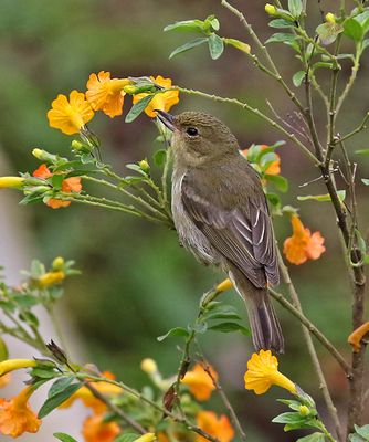 Rusty Flowerpiercer