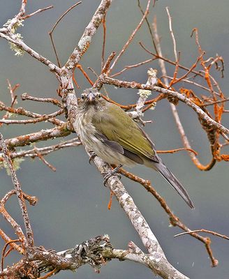 Streaked Saltator