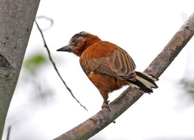 Chestnut Piculet