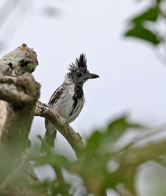 Black-crested Antshrike