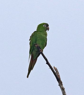 Blue-crowned Parakeet