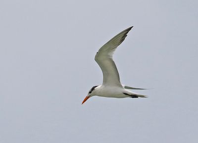 Royal Tern