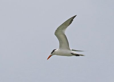 Royal Tern