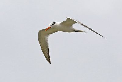 Royal Tern