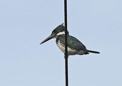 Amazon Kingfisher