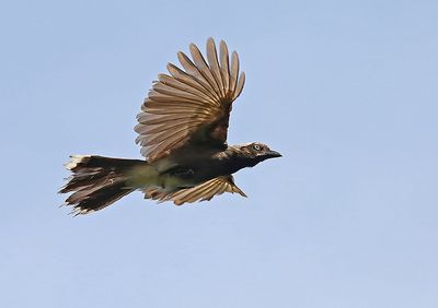 Azure-naped Jay