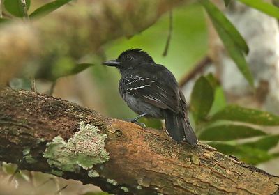 Blackish-gray Antshrike