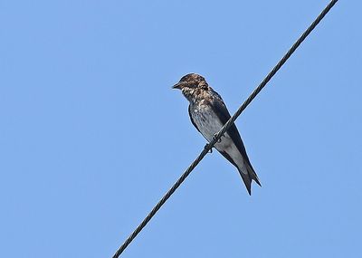 Gray-breasted Martin