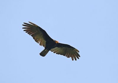 Greater Yellow-headed Vulture