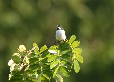 Lined Seedeater