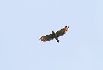 Roadside Hawk