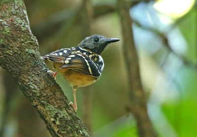 Spot-backed Antbird