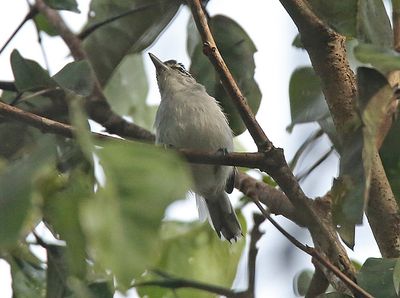 Antbirds