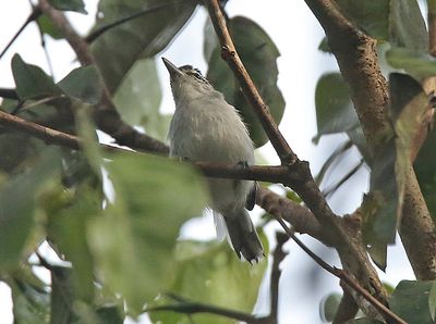 Spot-backed Antwren