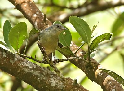 Bicolored Conebill