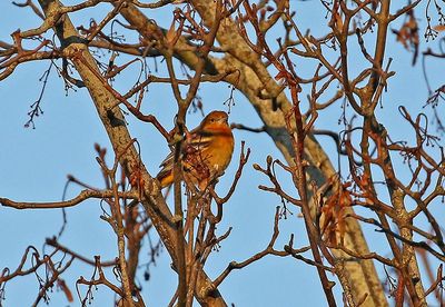 Baltimore Oriole