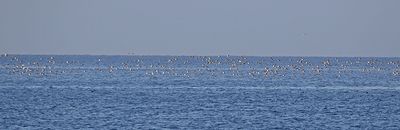 Greater Scaup