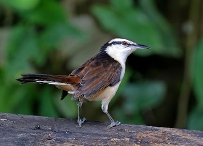 Bicolored Wren