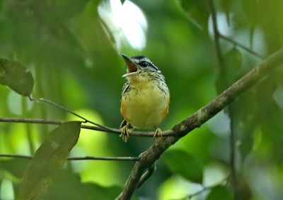 Imeri Warbling-Antbird