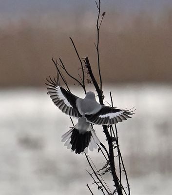 Great Grey Shrike
