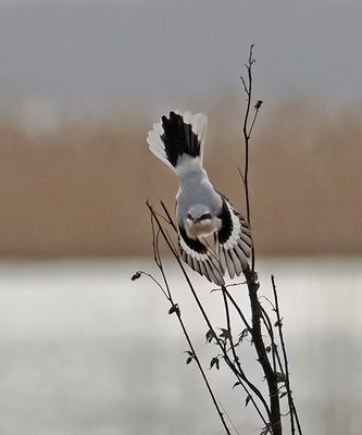 Great Grey Shrike