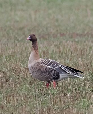 Pink-footed Goose
