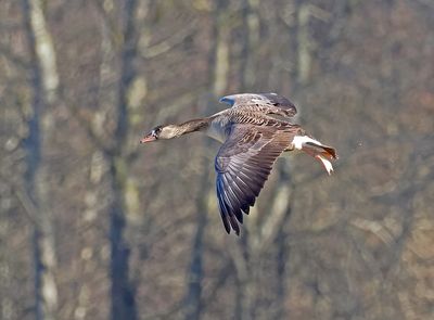 Hybrid CanadaxGraylag Goose