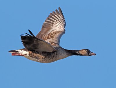 Hybrid CanadaxGraylag Goose