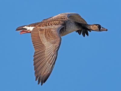 Hybrid CanadaxGraylag Goose
