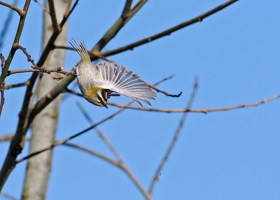 Common Firecrest