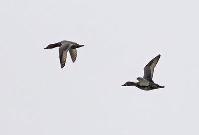 Common Pochard