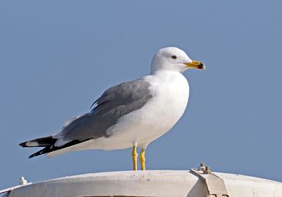 Gulls and Terns