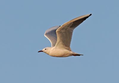 Slender-billed Gull