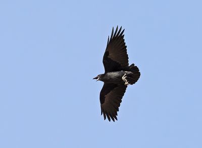 Fan-tailed Raven