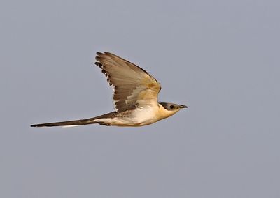 Great-Spotted Cuckoo