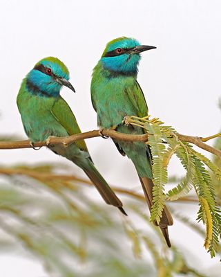 Kingfishers and Bee-eaters