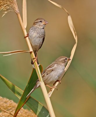 Spannish Sparrow