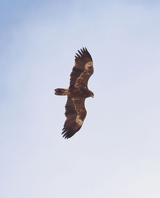 Steppe Eagle