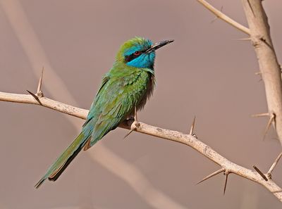 Arabian Bee-eater