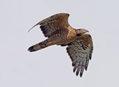 Crested Honey Buzzard